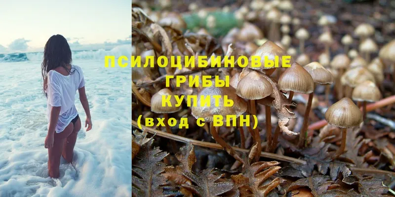 Галлюциногенные грибы Psilocybe  Иркутск 